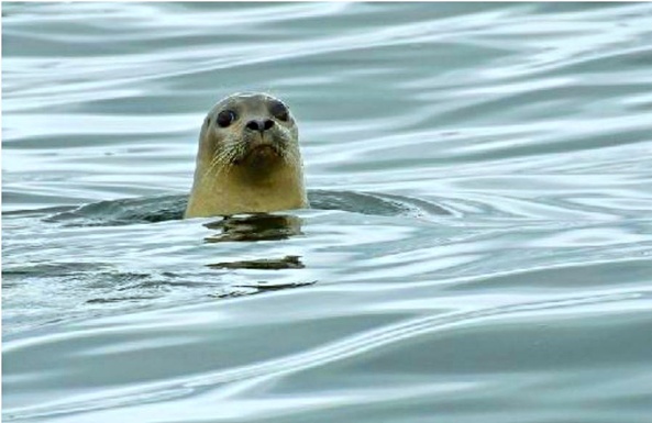 Seal Nature Watch in Rockland, Maine